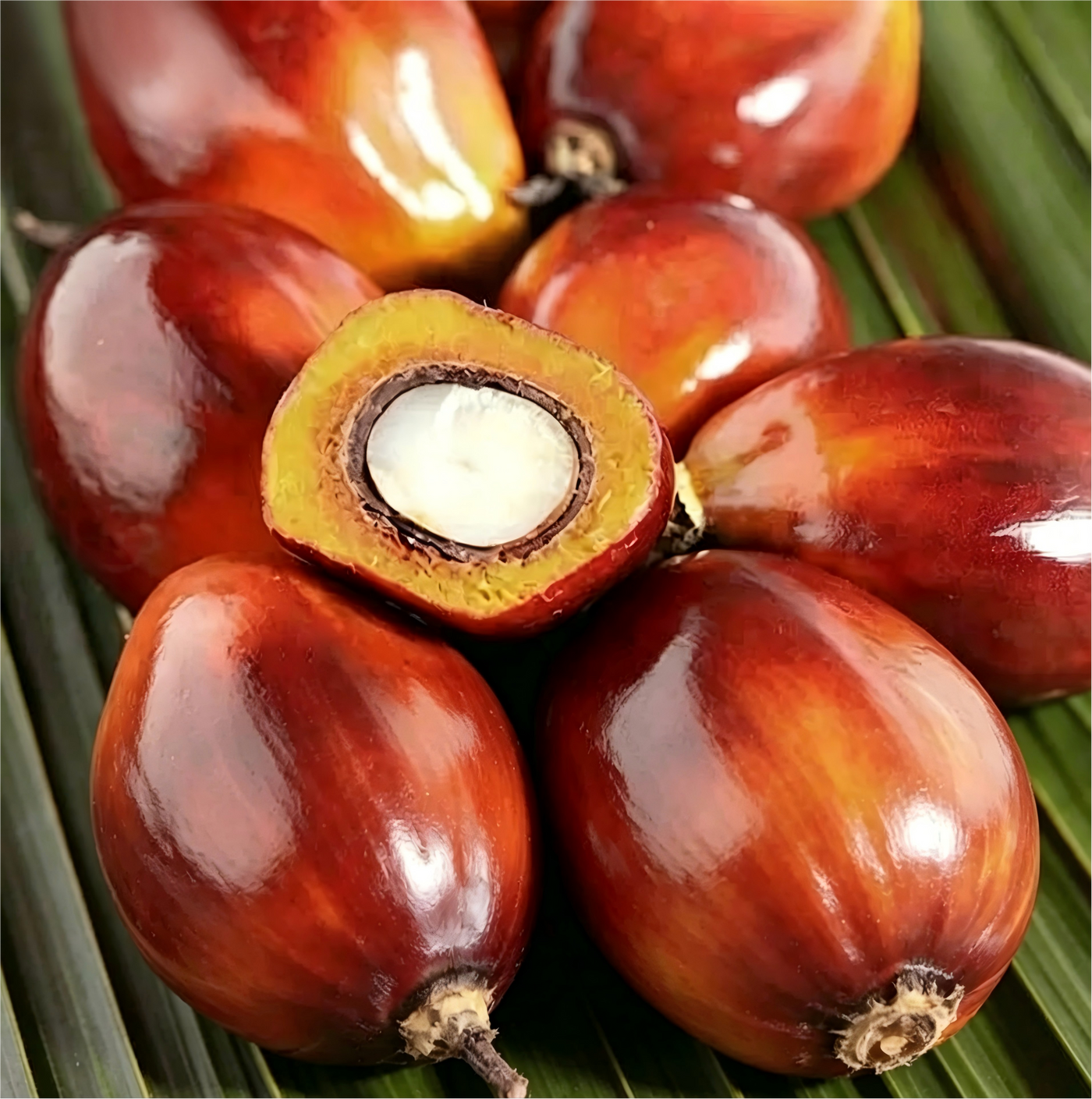 Batana Oil 